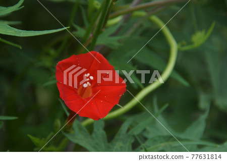 蔦蘿松 蔦蘿松 77631814