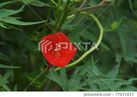 蔦蘿松 蔦蘿松 77631815