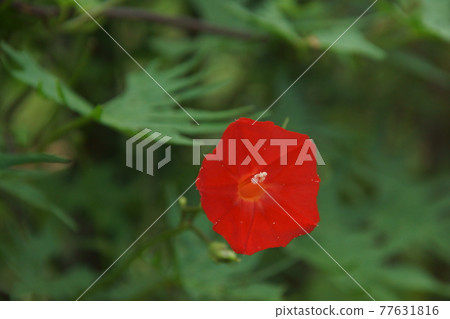 蔦蘿松 蔦蘿松 77631816