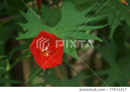蔦蘿松 蔦蘿松 77631817