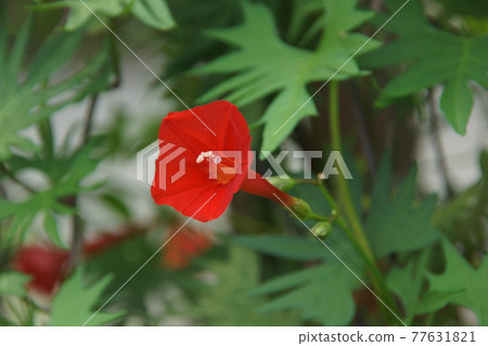 蔦蘿松 蔦蘿松 77631821