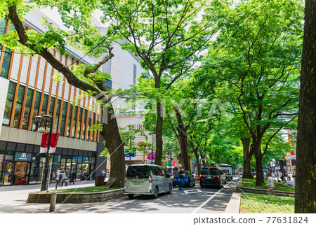 東京府中市櫸樹並路 東京府中市櫸樹並路 77631824