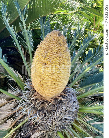 Cycads Cycads 77632058