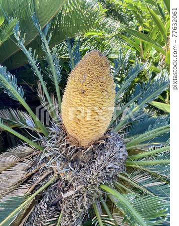 Cycads Cycads 77632061
