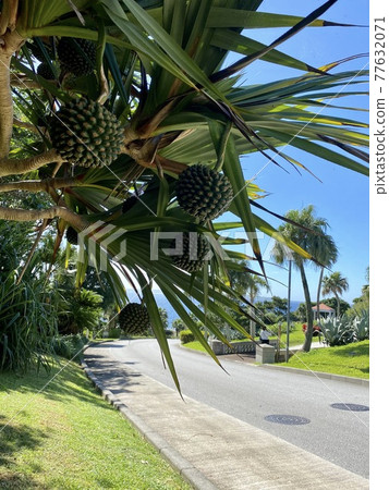 Octopus tree Octopus tree 77632071