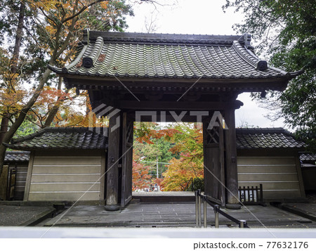 Kita-Kamakura / Engakuji Temple Main Gate and Autumn Leaves Kita-Kamakura / Engakuji Temple Main Gate and Autumn Leaves 77632176