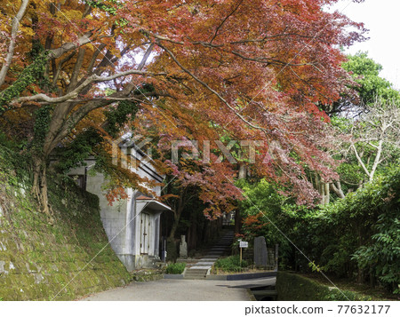 Autumn leaves in the precincts of Kenchoji Temple in Kita-Kamakura Autumn leaves in the precincts of Kenchoji Temple in Kita-Kamakura 77632177