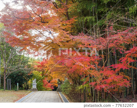 北鎌倉漢索房的秋葉 77632207