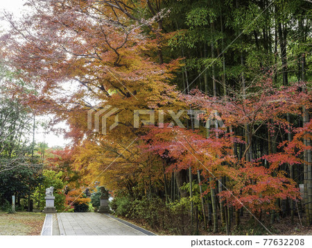 北鎌倉漢索房的秋葉 北鎌倉漢索房的秋葉 77632208
