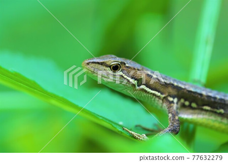 日本假名蛇 77632279