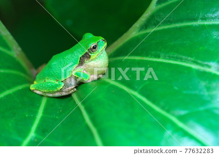 Tree frog that inflates a squeal bag Tree frog that inflates a squeal bag 77632283