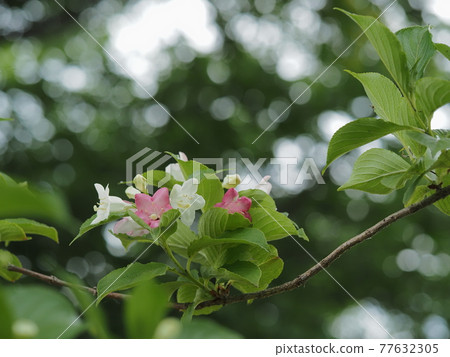 初夏的韋格拉·科拉恩(Weigela Coraeen) 初夏的韋格拉·科拉恩(Weigela Coraeen) 77632305