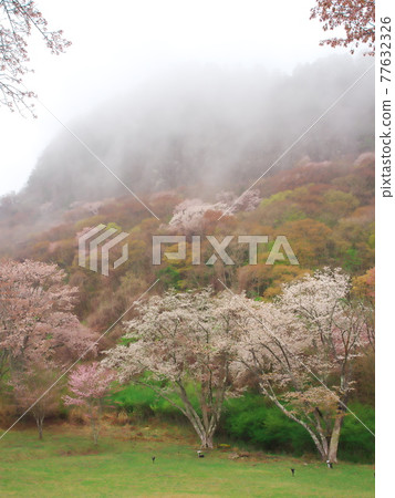 奈良縣索尼村，春天的時候，霧中朦朧的屏風 77632326