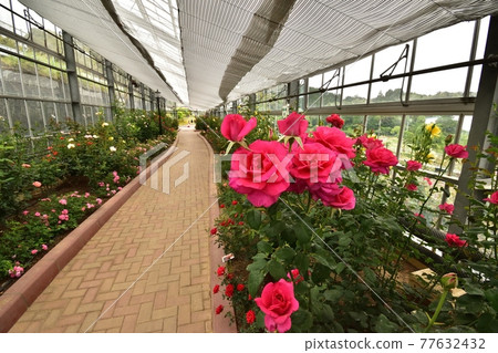 Shimada City Rose Hill Park 2105 13pm 1:29 77632432