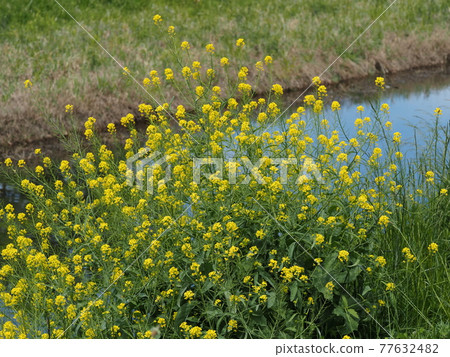 芥菜群 77632482