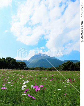 Autumn Shimabara Hibari Sanka Park Autumn Sakura Field and Heiseishinyama (Shimabara City, Nagasaki Prefecture) Autumn Shimabara Hibari Sanka Park Autumn Sakura Field and Heiseishinyama (Shimabara City, Nagasaki Prefecture) 77632576