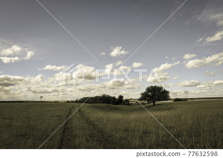 Calden Tree, Landscape,Pampas 77632598