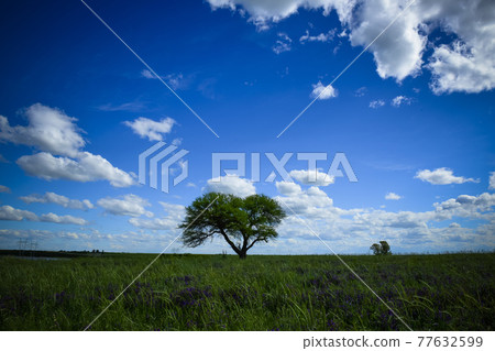 Calden Tree, Landscape,Pampas Calden Tree, Landscape,Pampas 77632599