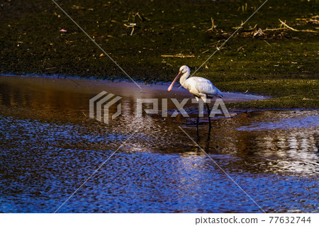Wild birds flying to Ogori Embankment, Ogori City, Fukuoka Prefecture 77632744