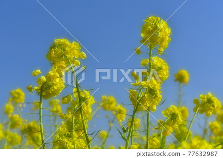 Blue sky and rape blossoms 77632987
