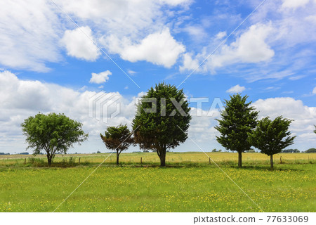 Flowery landscape, La Pampa, Argentina 77633069