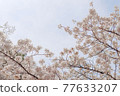 櫻花盛開到天空 77633207