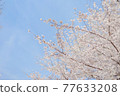 在藍天的櫻花 77633208