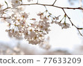 櫻花包裹在春天的柔和光線中 77633209