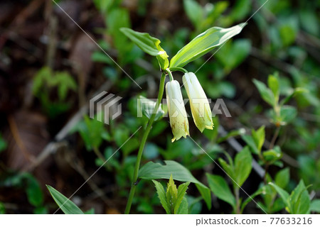 釋迦嶽山徑一側的無柄 Disporum 77633216