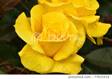 Midas Touch (Shimada City Rose Hill Park) 210513pm 12:09 77633418
