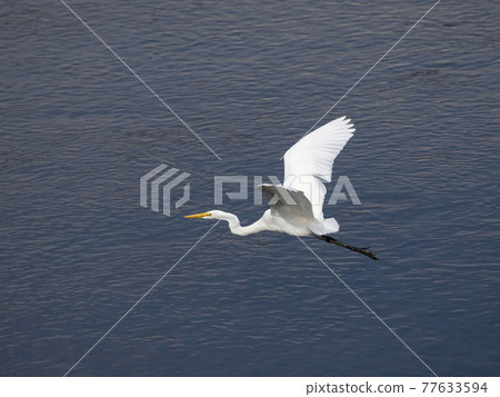 Great egret flying over water 77633594