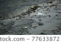 Waterfowl found in Kamogawa with clean water 77633872