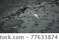 Waterfowl found in Kamogawa with clean water 77633874