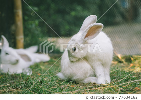 Cute White Rabbit wild pet animal in the backyard garden outdoor. Cute White Rabbit wild pet animal in the backyard garden outdoor. 77634162