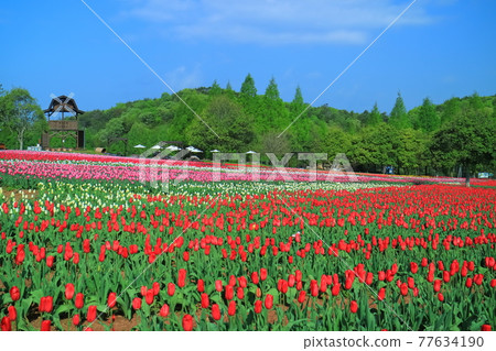 [Hiroshima Prefecture] Sera Kogen Farm under sunny weather (Tulip Festival) 77634190