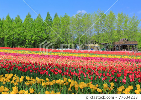 [廣島縣]晴天下的世良高原農場（鬱金香節） 77634218