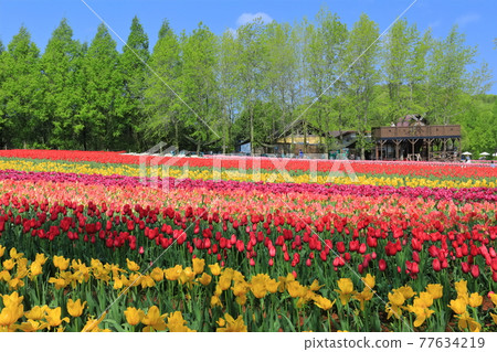 [廣島縣]晴天下的世良高原農場（鬱金香節） 77634219