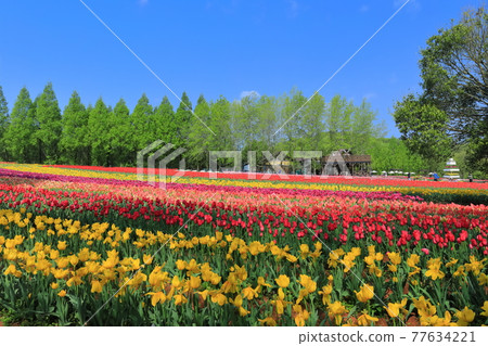 [Hiroshima Prefecture] Sera Kogen Farm under sunny weather (Tulip Festival) 77634221