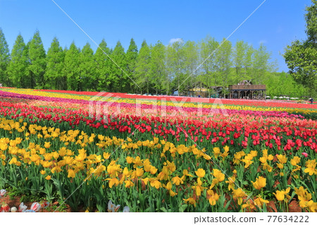 [Hiroshima Prefecture] Sera Kogen Farm under sunny weather (Tulip Festival) 77634222