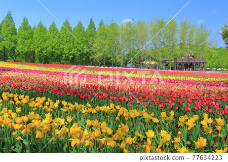 [Hiroshima Prefecture] Sera Kogen Farm under sunny weather (Tulip Festival) 77634223