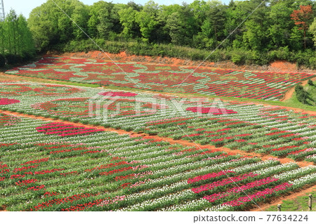 [Hiroshima Prefecture] Sera Kogen Farm under sunny weather (tulip flower painting) 77634224