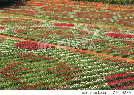 [Hiroshima Prefecture] Sera Kogen Farm under sunny weather (tulip flower painting) 77634229