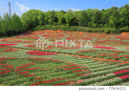 [Hiroshima Prefecture] Sera Kogen Farm under sunny weather (tulip flower painting) 77634231