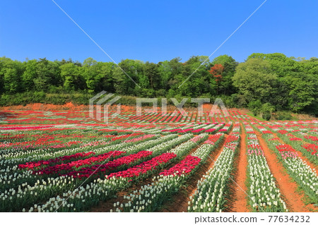 【廣島縣】晴天下的世良高原農場(鬱金香花畫) 【廣島縣】晴天下的世良高原農場(鬱金香花畫) 77634232