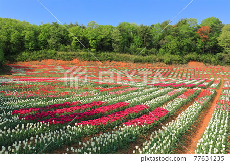 [Hiroshima Prefecture] Sera Kogen Farm under sunny weather (tulip flower painting) 77634235