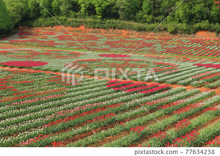 [Hiroshima Prefecture] Sera Kogen Farm under sunny weather (tulip flower painting) 77634238