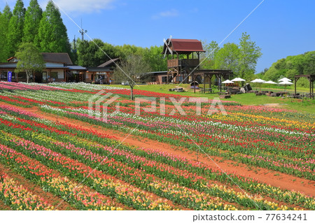 [Hiroshima Prefecture] Sera Kogen Farm under sunny weather (Tulip Festival) 77634241