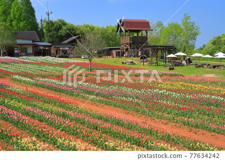 [Hiroshima Prefecture] Sera Kogen Farm under sunny weather (Tulip Festival) 77634242