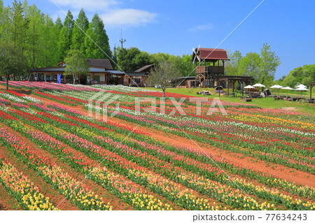 [Hiroshima Prefecture] Sera Kogen Farm under sunny weather (Tulip Festival) 77634243
