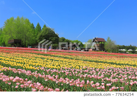 [Hiroshima Prefecture] Sera Kogen Farm under sunny weather (Tulip Festival) 77634254